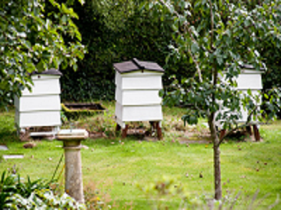 Land for Bee Keeping