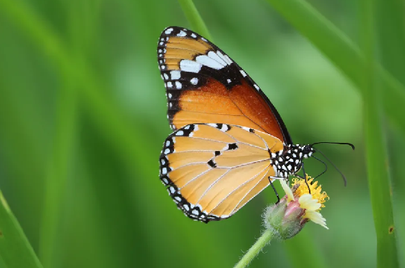 Butterfly habitat and preservation 