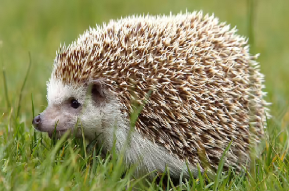 Hedgehog habitat and preservation
