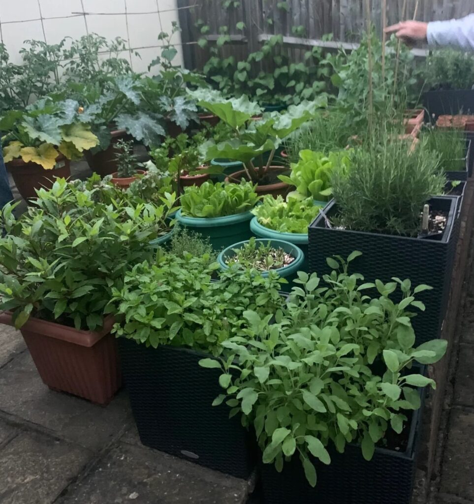 Save Money by Growing your own Vegetables Land 4 Life